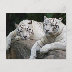 Postal Pareja Tiger
