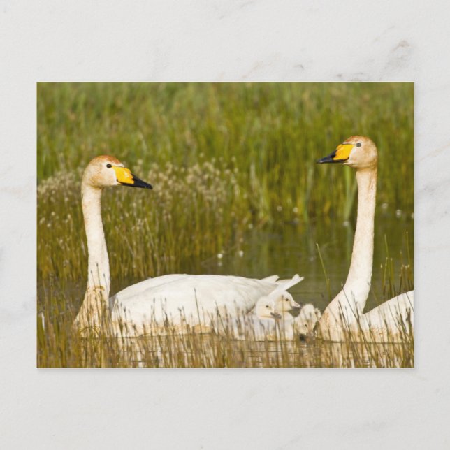 Postal Pares del cisne de Whooper con los pollos del (Anverso)