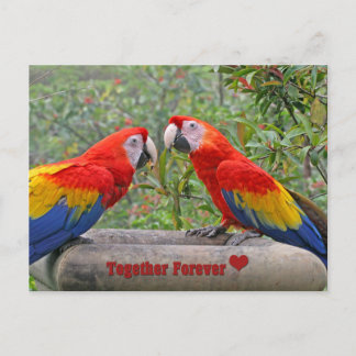 Postal Pares felices de Mackaws del escarlata de los