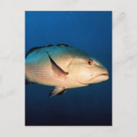 Pargo rojo de dos puntos