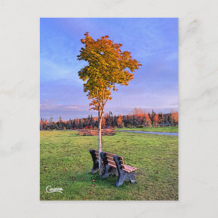 Postal Park Bench Alaska - Postcard