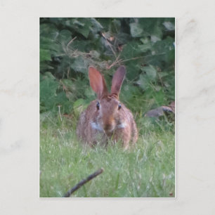 Postal Park Rabbit