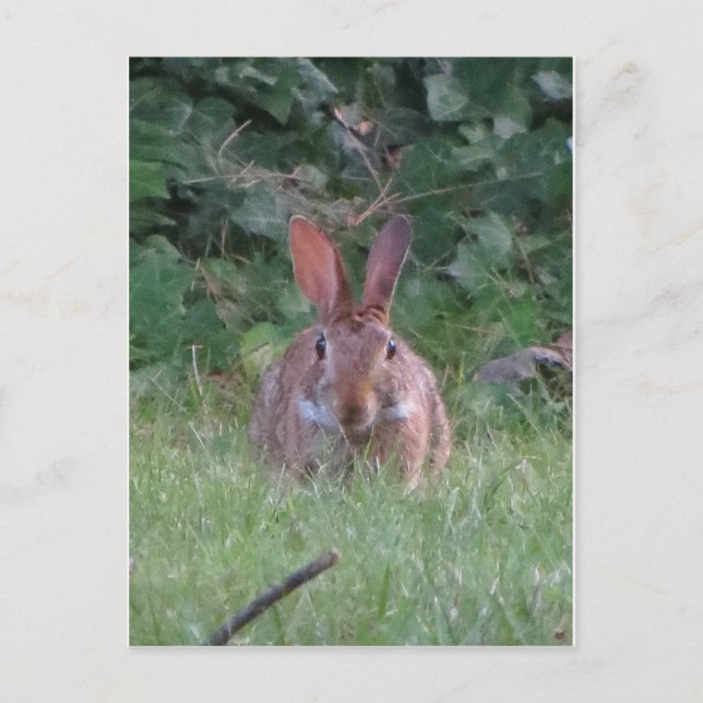 Postal Park Rabbit (Anverso)