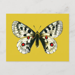Postal Parnassius apollo mariposa