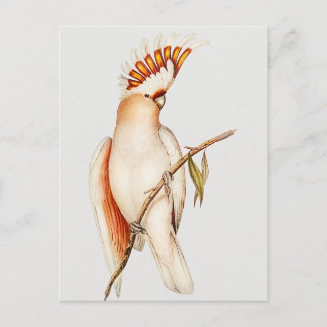 Postal Paro (Anverso)