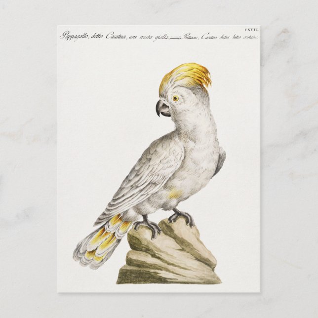 Postal Paro (Anverso)