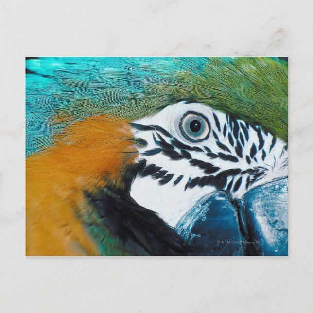 Postal Paro azul (Anverso)