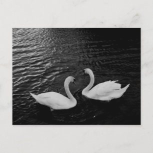 Postal Paro de Postal-Animales-Swan