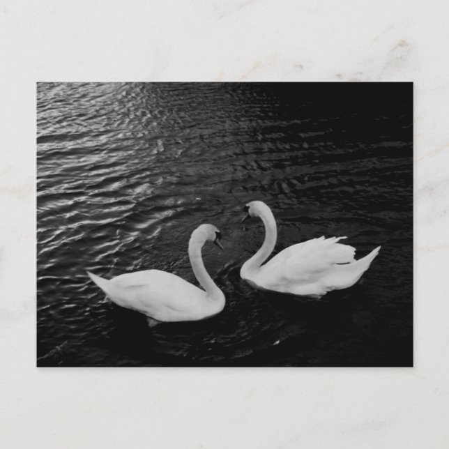 Postal Paro de Postal-Animales-Swan (Anverso)
