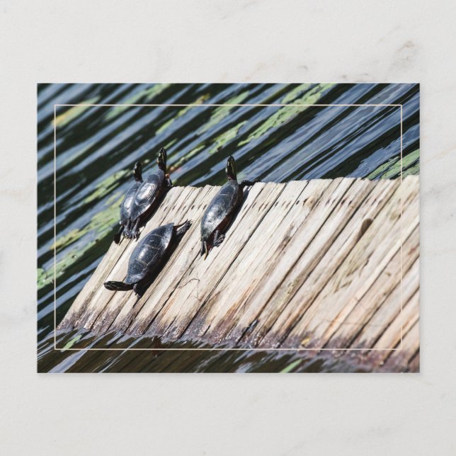 Postal Paro del descanso de las tortugas (Anverso)