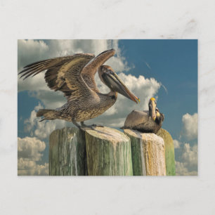 Postal Parodias de Pelícano de la Fauna de Florida
