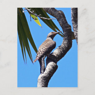 Postal Parpadeo del norte