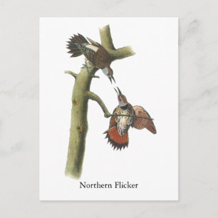 Postal Parpadeo del norte, John Audubon
