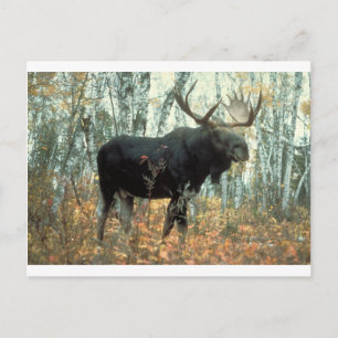 Postal Parque Árboles Bosque Alces Animales Fauna Arte
