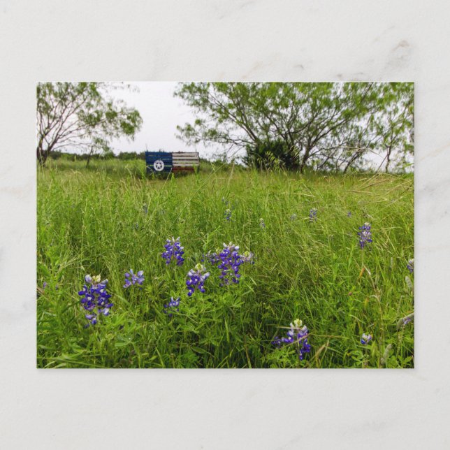 Postal Parque Bluebonnet, Ennis, Texas (Anverso)