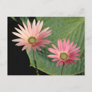 Postal Parque Bute de Daisies Africanos, Cardiff, Gales