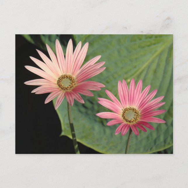 Postal Parque Bute de Daisies Africanos, Cardiff, Gales (Anverso)