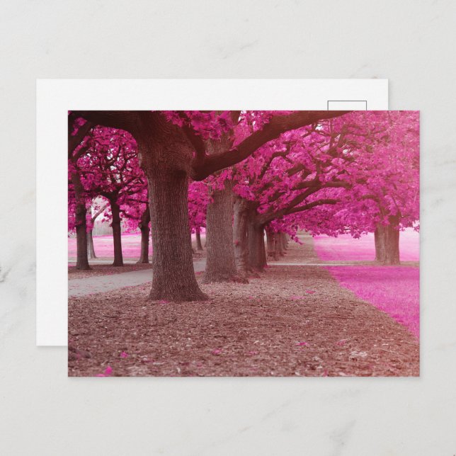 Postal Parque de fantasías rosadas (Anverso / Reverso)