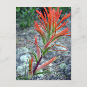 Postal Parque de la montaña rocosa