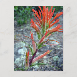 Postal Parque de las Montañas Rocosas