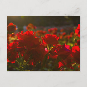 Postal Parque de Rosas, Columbus, Ohio