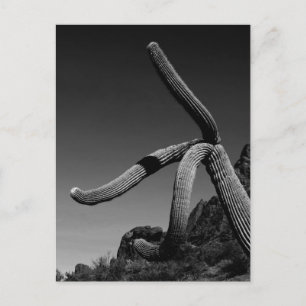 Postal Parque de tuberías de órganos, Saguaro Cactus Foto