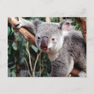 Postal Parque de Vida Silvestre Featherdale, Osos Koala