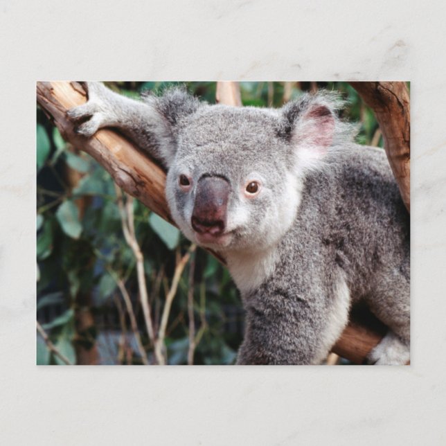 Postal Parque de Vida Silvestre Featherdale, Osos Koala (Anverso)
