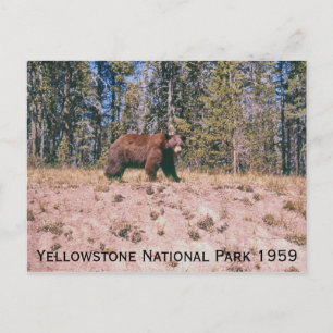 Postal Parque de Yellowstone Retro de Oso Salvaje 1959