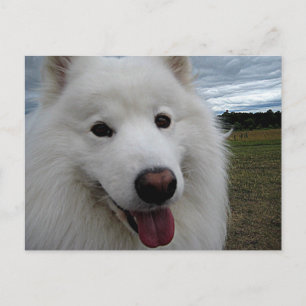 Postal Parque del perro Samoyed