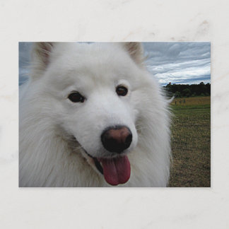 Postal Parque del perro Samoyed