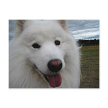 Parque del perro Samoyed