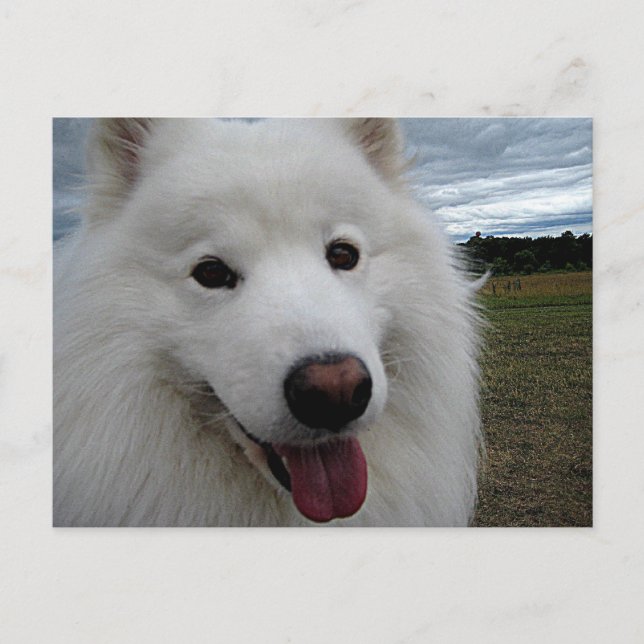Postal Parque del perro Samoyed (Anverso)