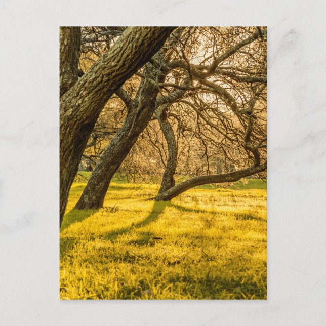 Postal Parque del Prado, Montevideo, Uruguay (Anverso)