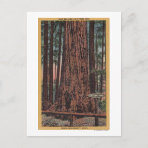 Postal Parque Estatal Big Trees, CA - Árbol Breaker del c