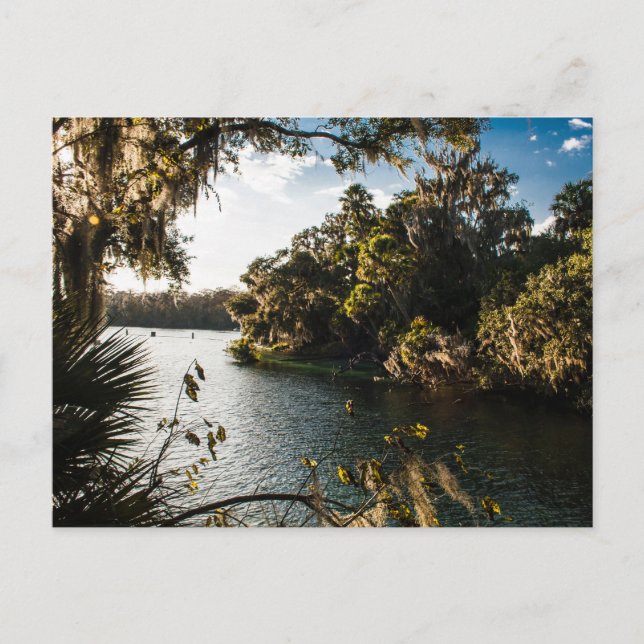 Postal Parque Estatal Blue Springs, Florida (Anverso)