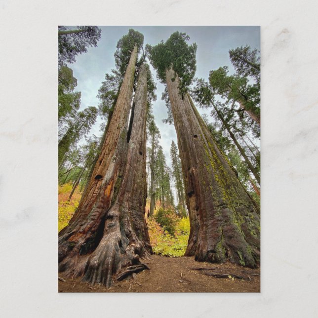 Postal Parque Estatal Calaveras Big Trees, California (Anverso)