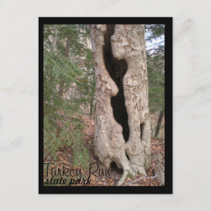 Postal Parque estatal de la carrera de Turquía, árbol de