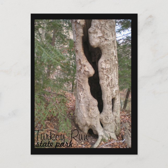 Postal Parque estatal de la carrera de Turquía, árbol de  (Anverso)