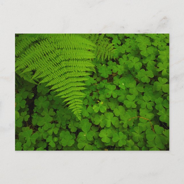 Postal Parque Estatal de los Bosques de Humboldt (Anverso)