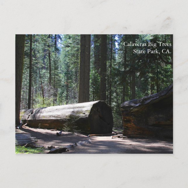 Postal Parque Estatal de los Grandes Árboles de Calaveras (Anverso)