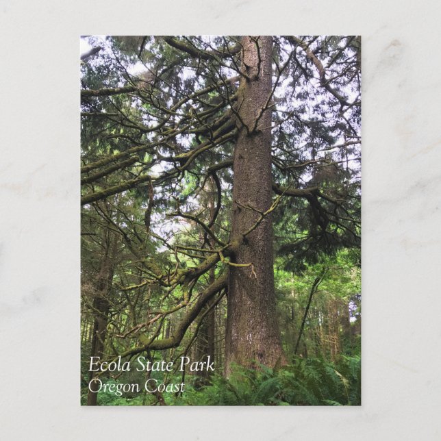 Postal Parque Estatal Ecola, Playa Cannon, Oregón (Anverso)