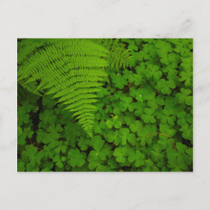 Postal Parque Estatal Humboldt Redwoods