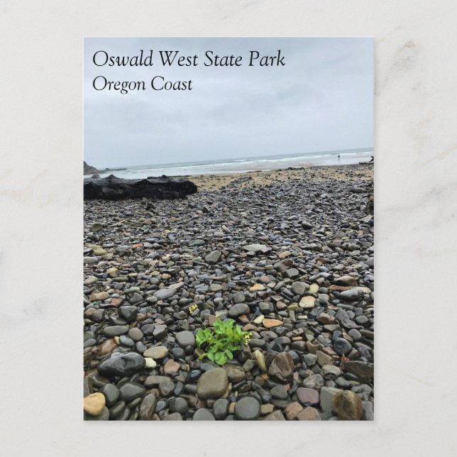 Postal Parque Estatal Oswald West, Costa de Oregón (Anverso)