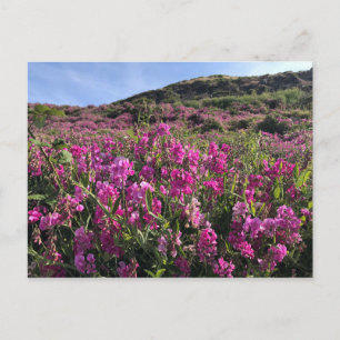 Postal Parque Estatal Sisters Rock, Costa de Oregón