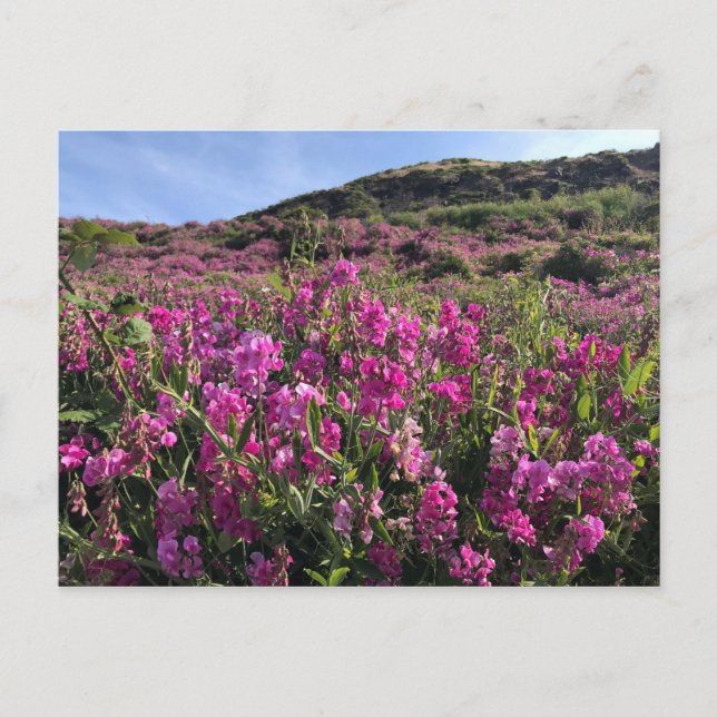 Postal Parque Estatal Sisters Rock, Costa de Oregón (Anverso)