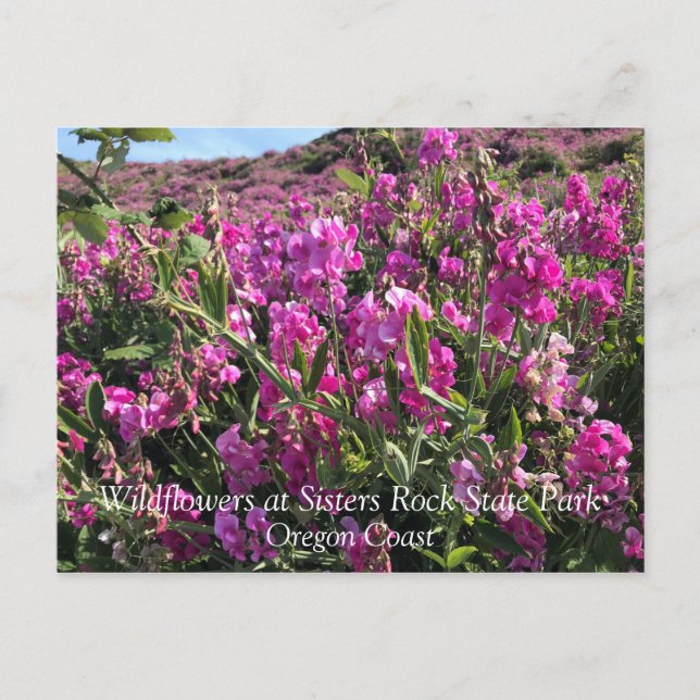 Postal Parque Estatal Sisters Rock, Costa de Oregón (Anverso)