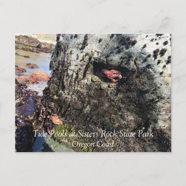 Postal Parque Estatal Sisters Rock, Costa de Oregón (Anverso)