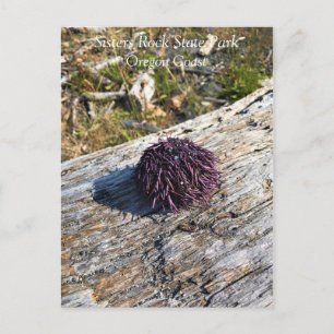 Postal Parque Estatal Sisters Rock, Costa de Oregón