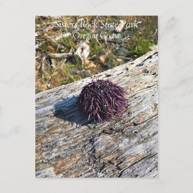 Postal Parque Estatal Sisters Rock, Costa de Oregón (Anverso)